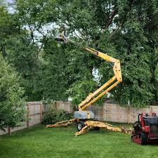 How Our Tree Care Process Works  in Boonton, NJ